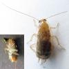 Planuncus vinzi